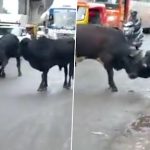 Uttar Pradesh: Stray Cattle Issue Raises Concerns of Road Accident After Video of Animals Roaming Freely on Roads, Disrupting Traffic Goes Viral